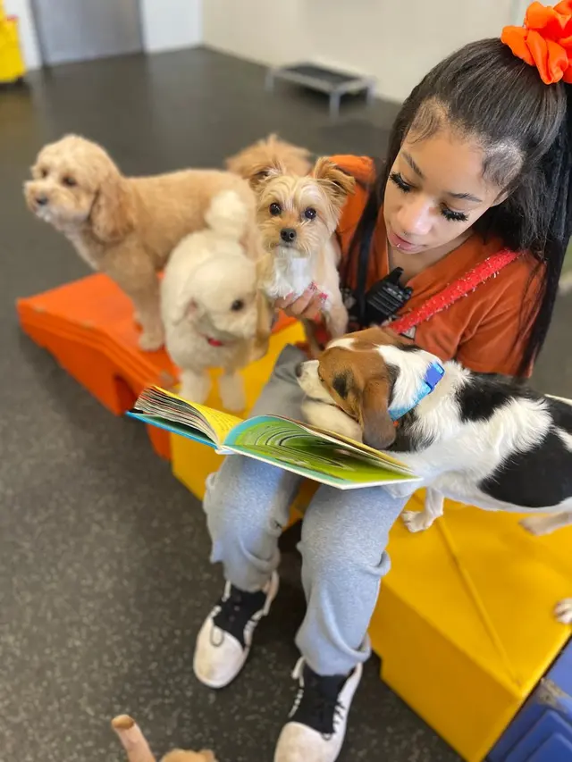 Dogtopia of Harrison Ave — photo from the business 11