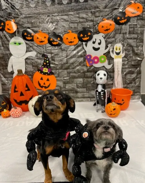 Dogtopia of Harrison Ave — photo from the business 12