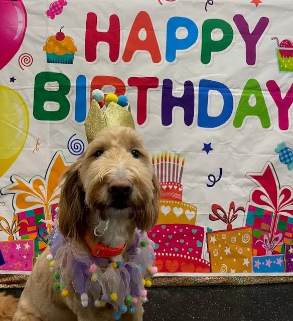 Dogtopia of Harrison Ave — photo from the business 7