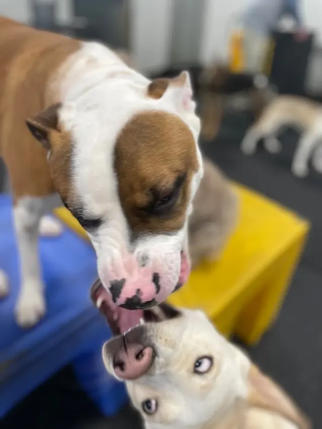 Dogtopia of Harrison Ave — photo from the business 2