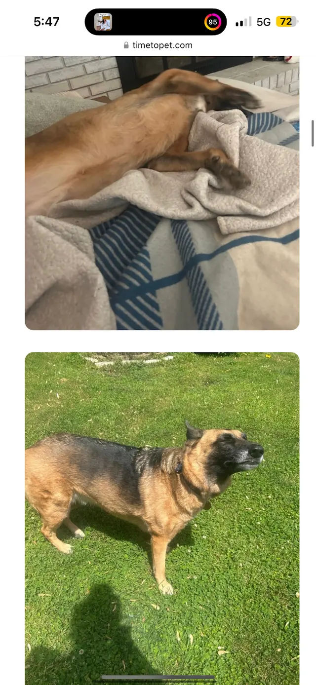 Customer photo of work by Raleigh Pet Sitters, from Dani Fletcher's review