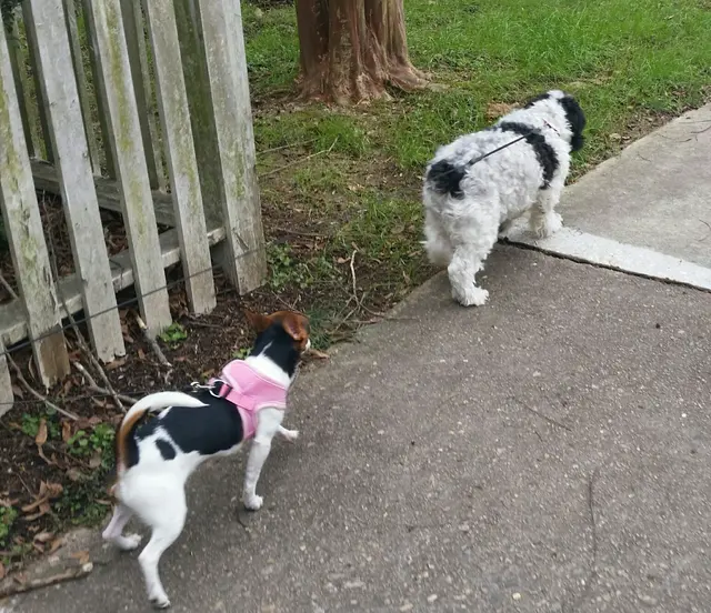 Raleigh Pet Sitters — photo from the business 5