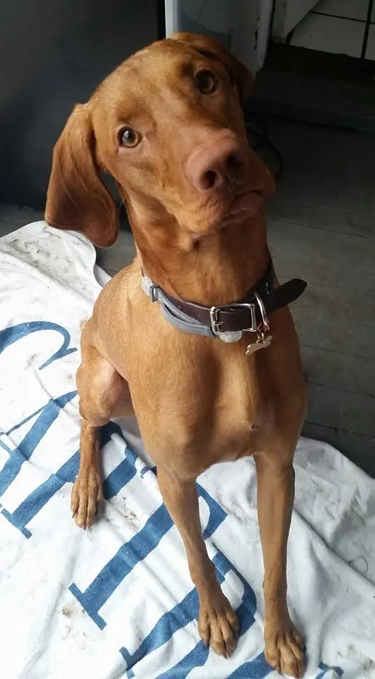 Raleigh Pet Sitters — photo from the business 6