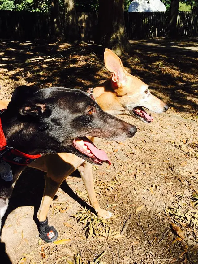 Raleigh Pet Sitters — photo from the business 2