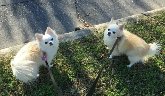 Raleigh Pet Sitters — photo from the business 11