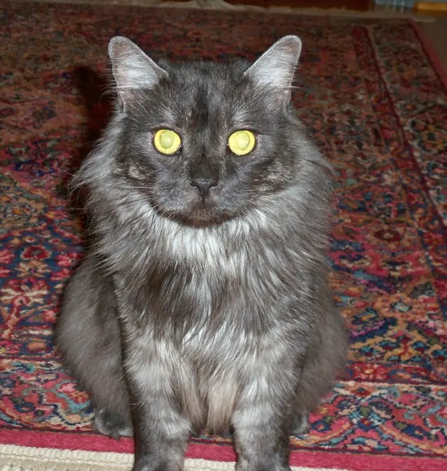 Raleigh Pet Sitters — photo from the business 7