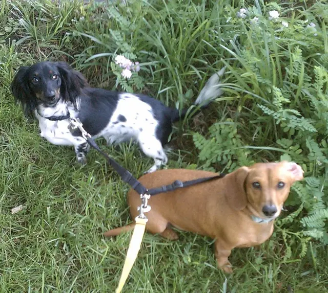 Raleigh Pet Sitters — photo from the business 1