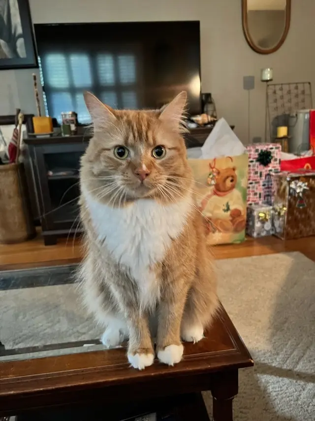 Raleigh Pet Sitters — customer photo 3