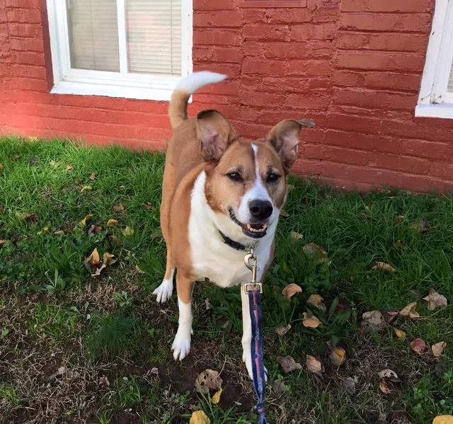 Raleigh Pet Sitters — photo from the business 4