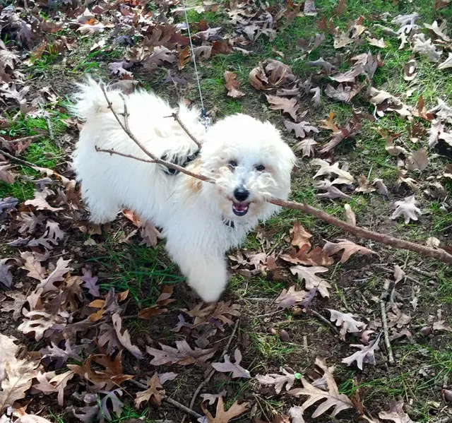 Raleigh Pet Sitters — photo from the business 8