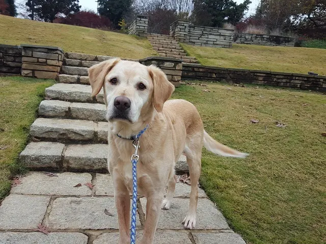 Raleigh Pet Sitters — photo from the business 12