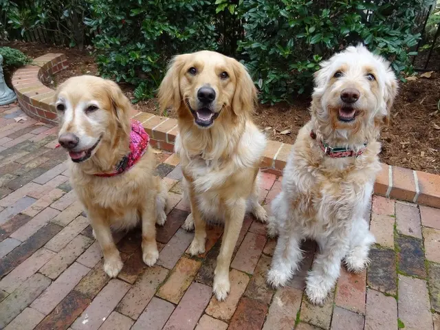 Raleigh Pet Sitters — customer photo 10