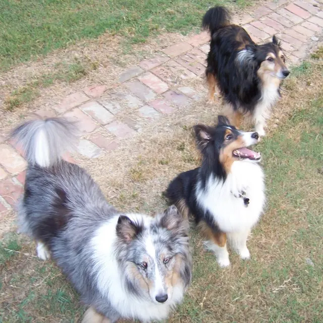 Raleigh Pet Sitters — photo from the business 9