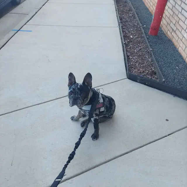 Customer photo of work by Peak City Puppy - Wake Forest, from Marissa Lord's review