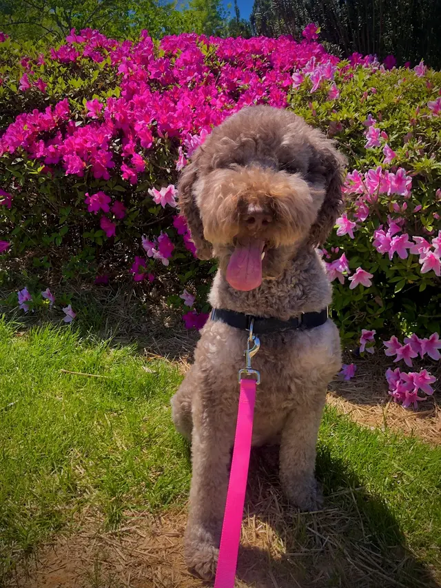 Peak City Puppy - Wake Forest — photo from the business 12