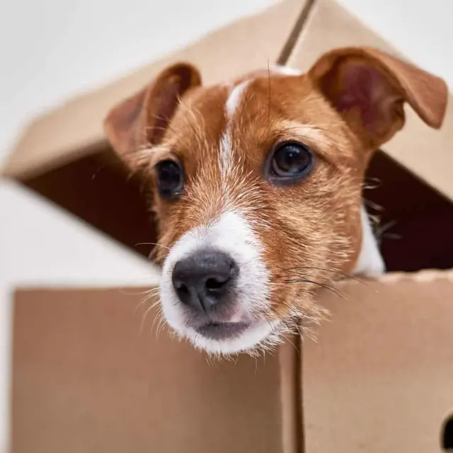 Peak City Puppy - Wake Forest — photo from the business 1