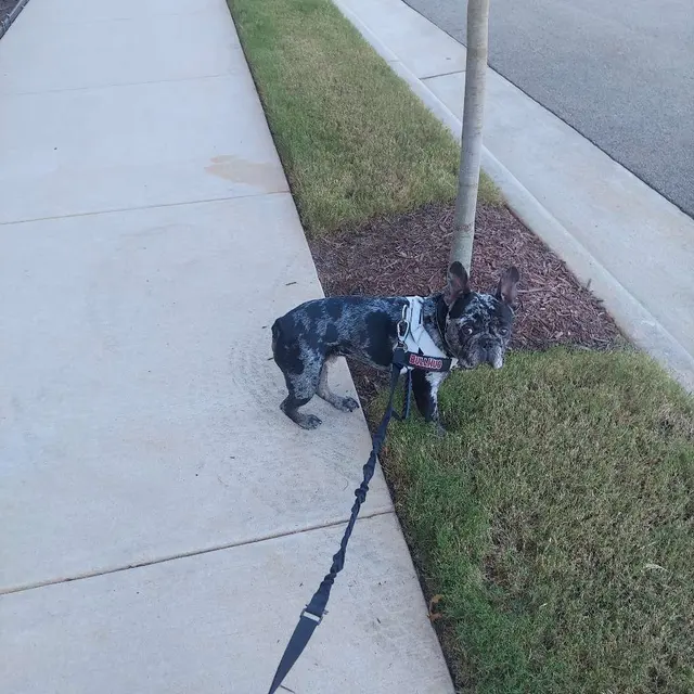 Customer photo of work by Peak City Puppy - Wake Forest, from Marissa Lord's review