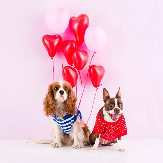 Peak City Puppy - Wake Forest — photo from the business 6