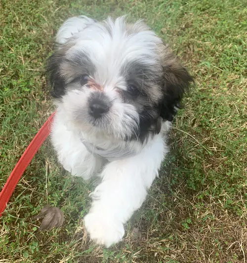 Peak City Puppy - Wake Forest — photo from the business 10