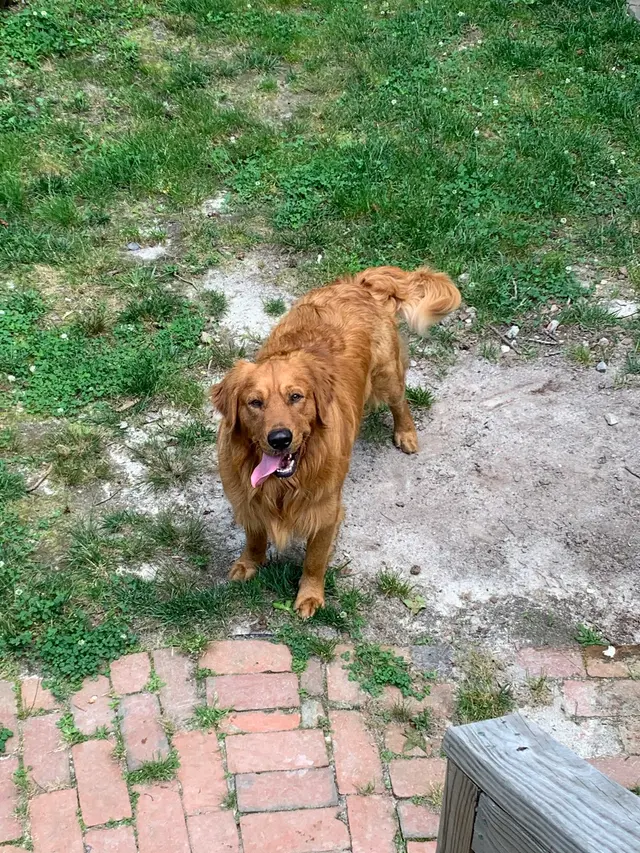 Peak City Puppy - Wake Forest — photo from the business 9