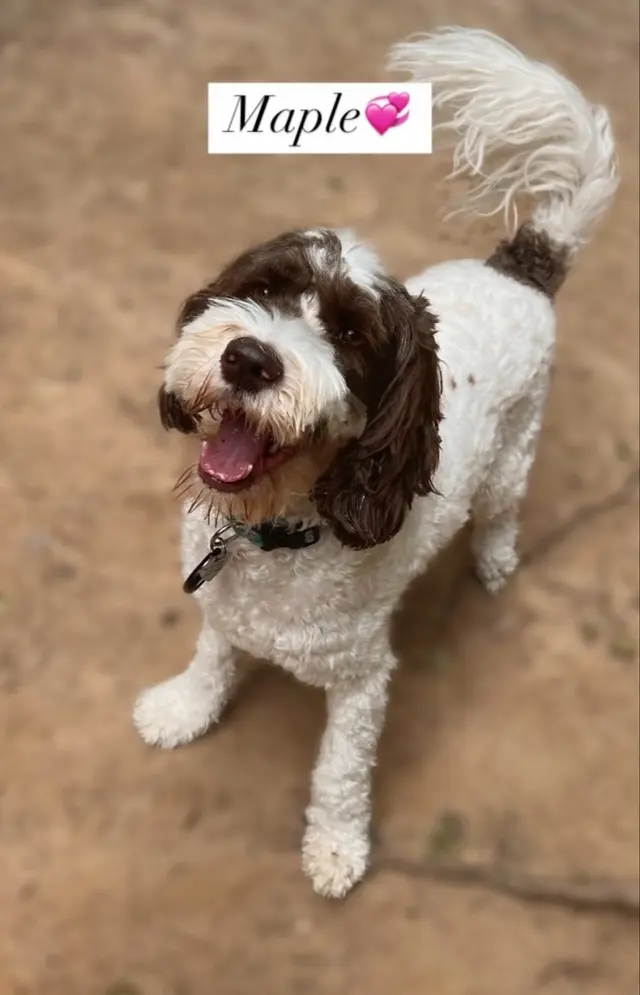 Customer photo of work by Petcare by Caroline, from Evelyn Erker's review