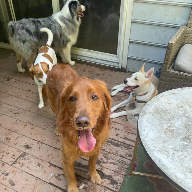 Petcare by Caroline — photo from the business 8