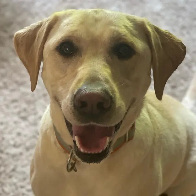 Petcare by Caroline — photo from the business 9