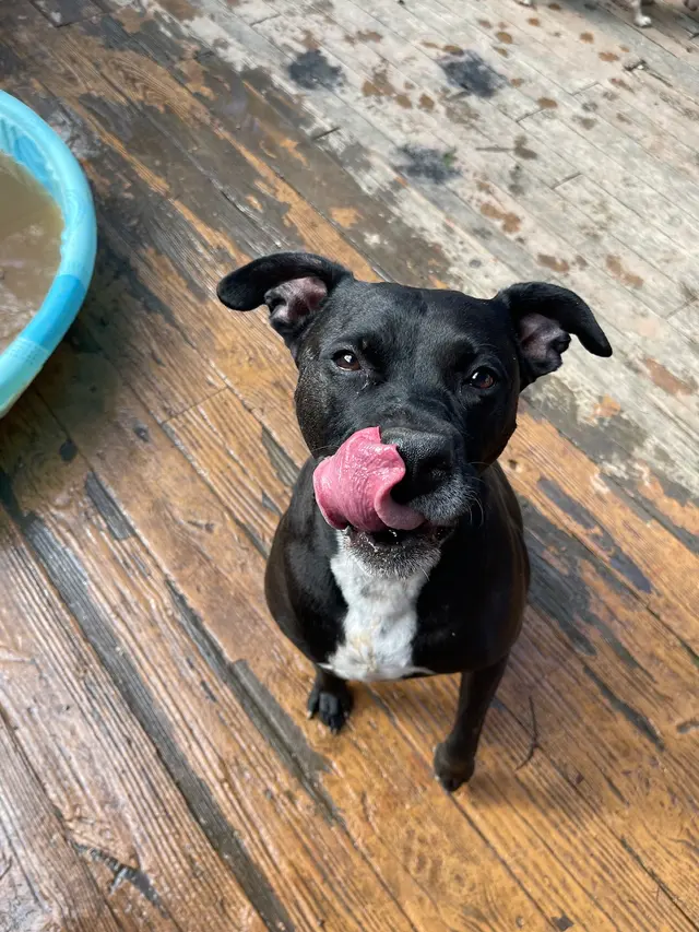 Petcare by Caroline — customer photo 1