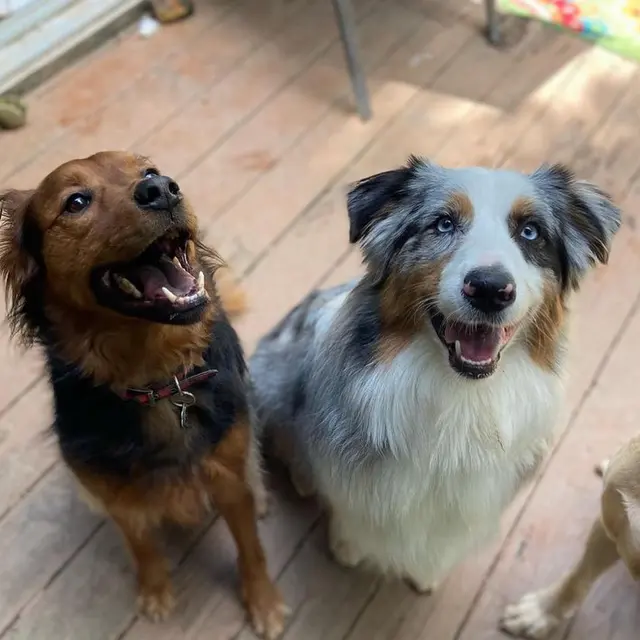 Petcare by Caroline — customer photo 2