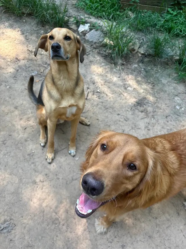 Petcare by Caroline — customer photo 10