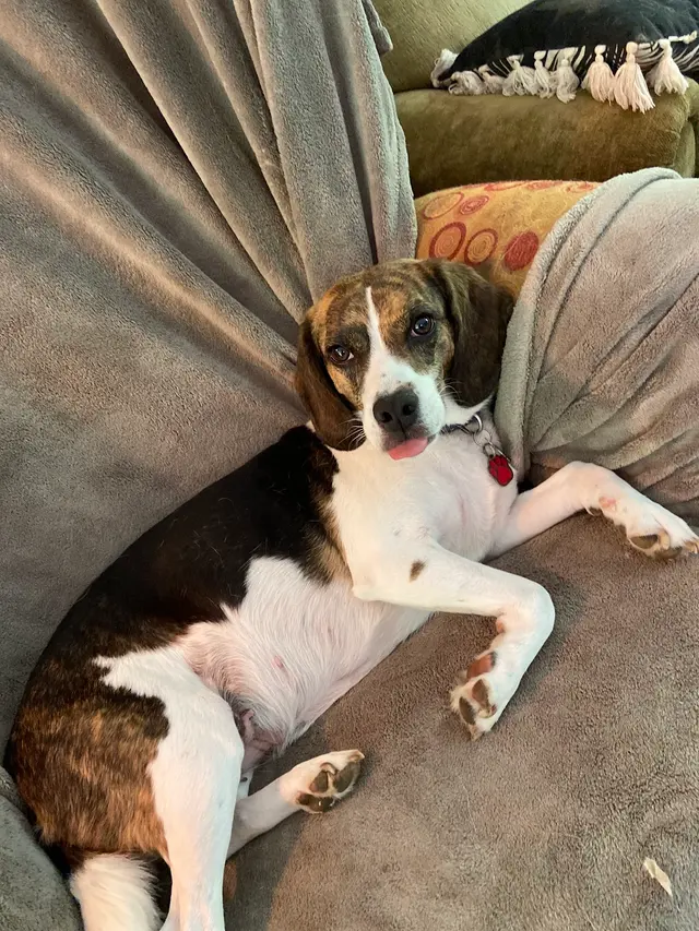 Petcare by Caroline — photo from the business 5