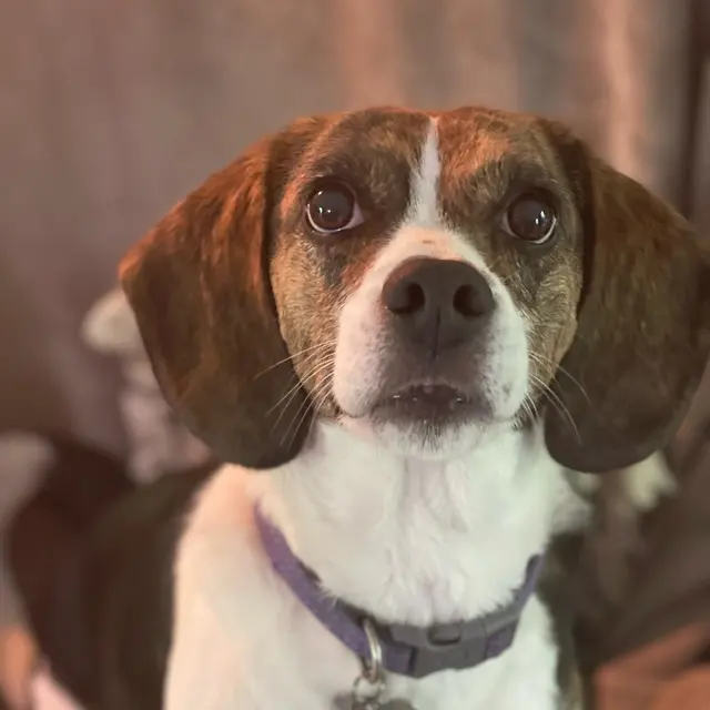 Petcare by Caroline — photo from the business 12