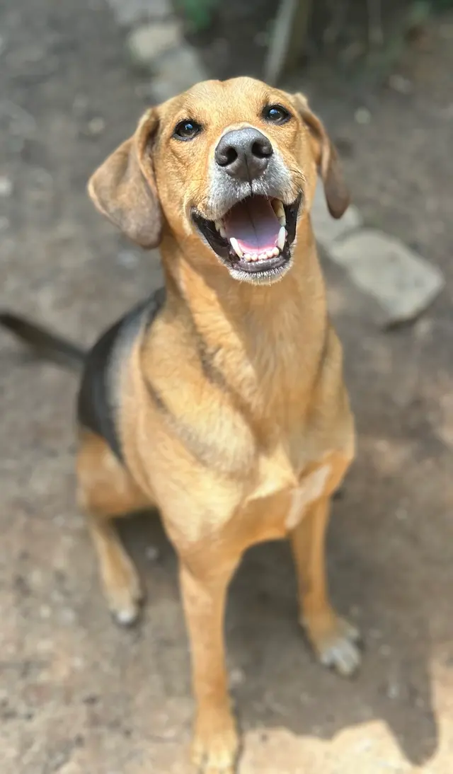 Petcare by Caroline — customer photo 4