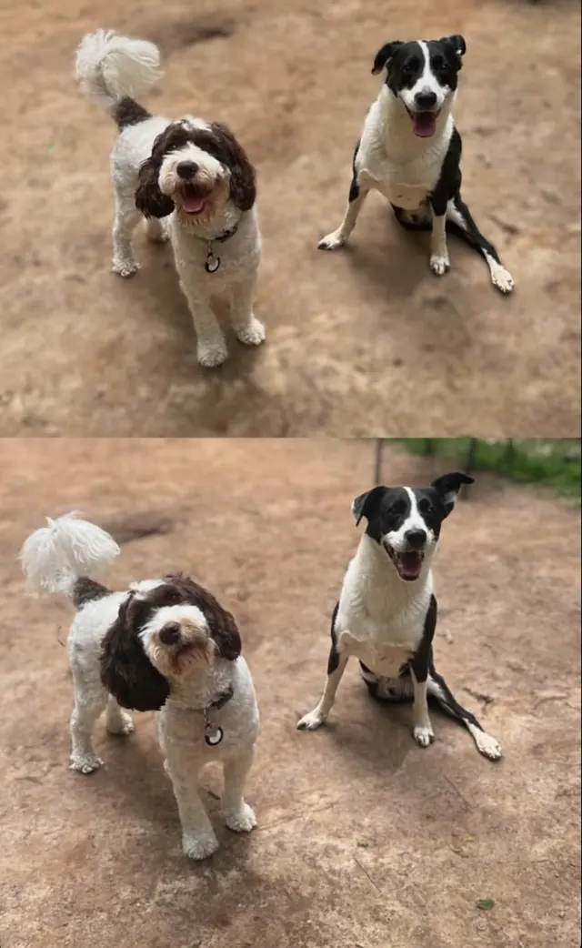 Petcare by Caroline — customer photo 11