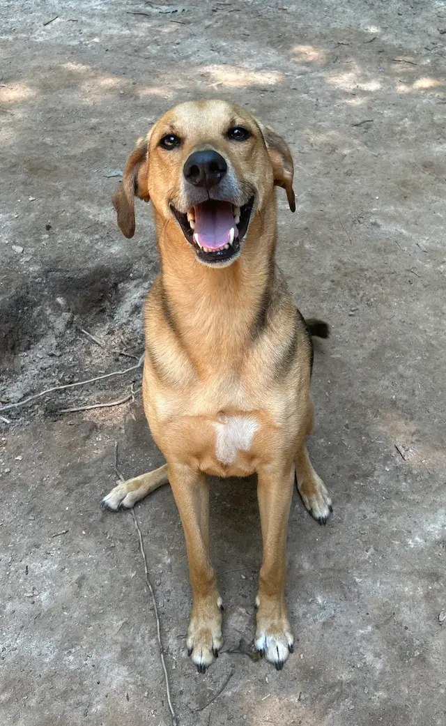 Customer photo of work by Petcare by Caroline, from Alyssa Hansen's review
