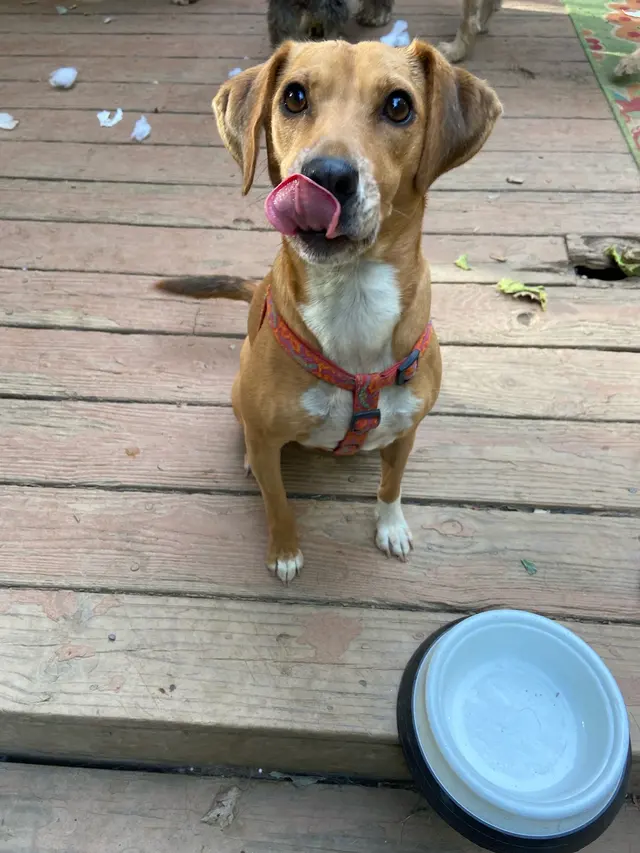 Petcare by Caroline — customer photo 7