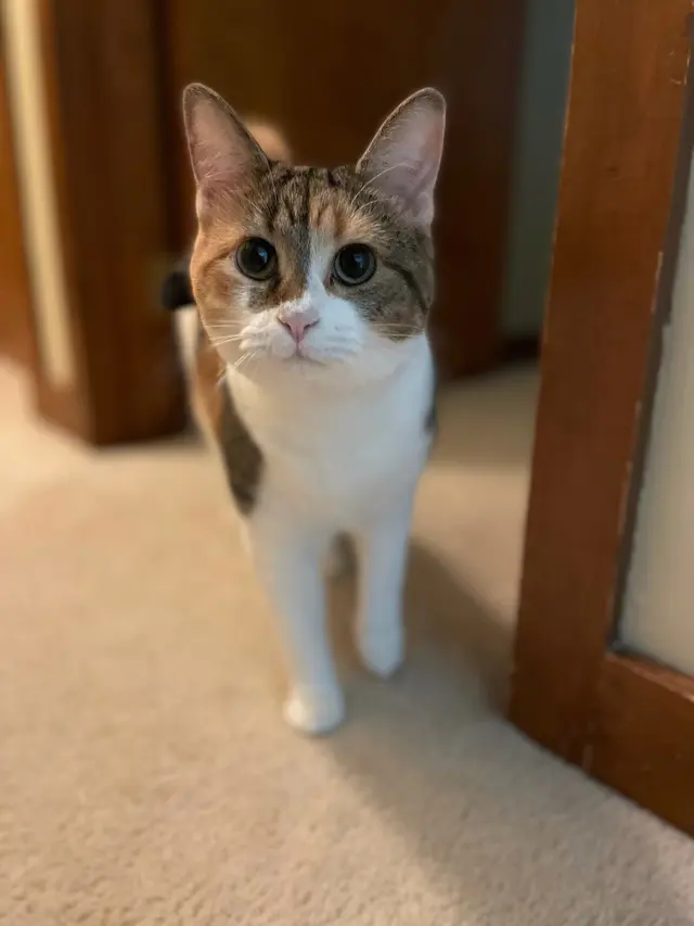 Cuddles on Call — customer photo 10