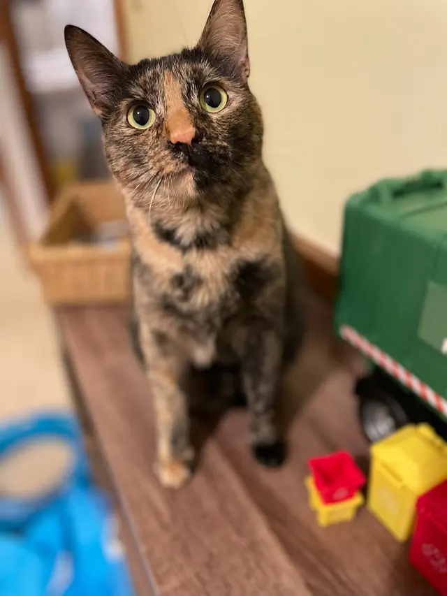 Cuddles on Call — customer photo 3