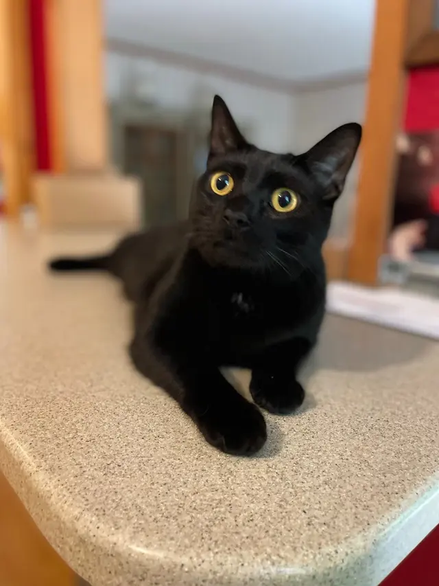 Cuddles on Call — customer photo 4