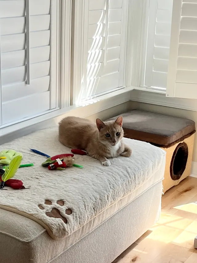 Best in Show Pet Sitting — photo from the business 10