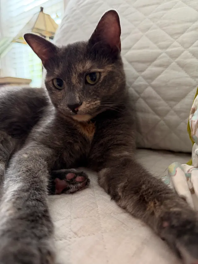 Customer photo of work by Best in Show Pet Sitting, from Maura Krotts's review