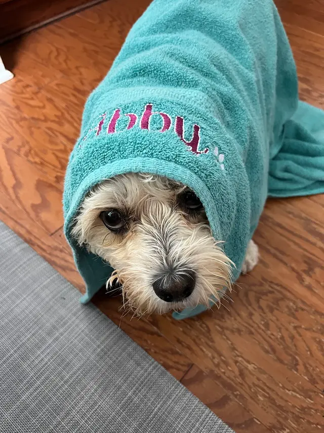 Best in Show Pet Sitting — photo from the business 11