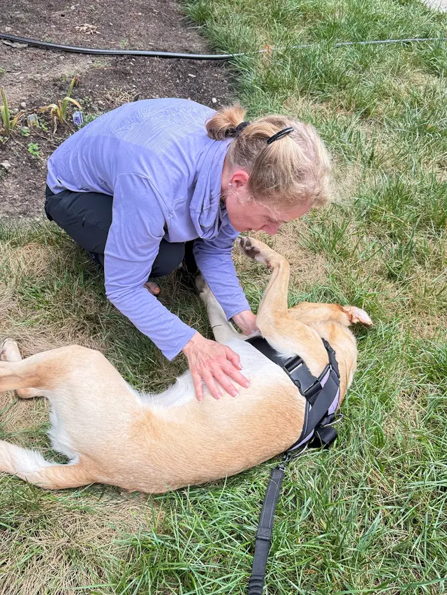 Best in Show Pet Sitting — photo from the business 12