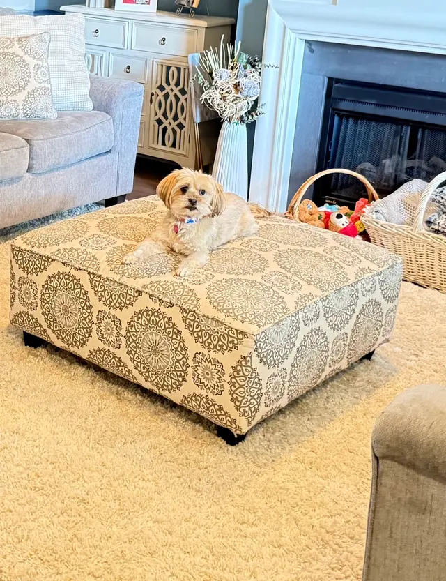 Best in Show Pet Sitting — photo from the business 4