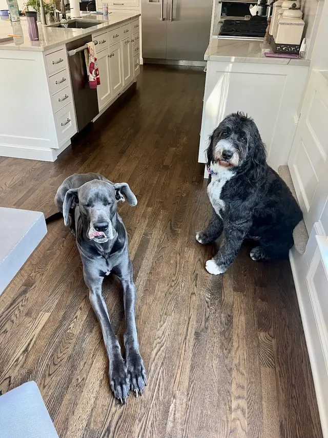 Best in Show Pet Sitting — photo from the business 6