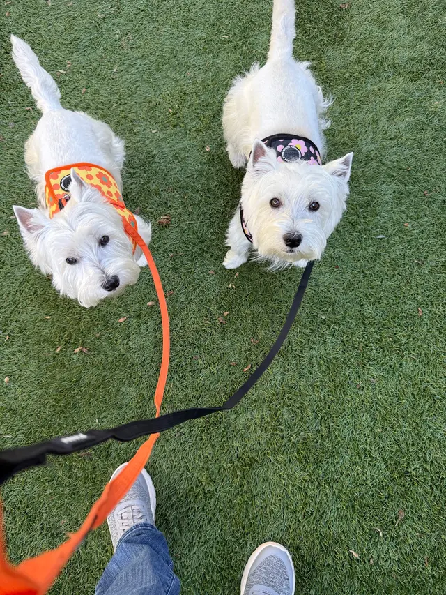 Best in Show Pet Sitting — photo from the business 8