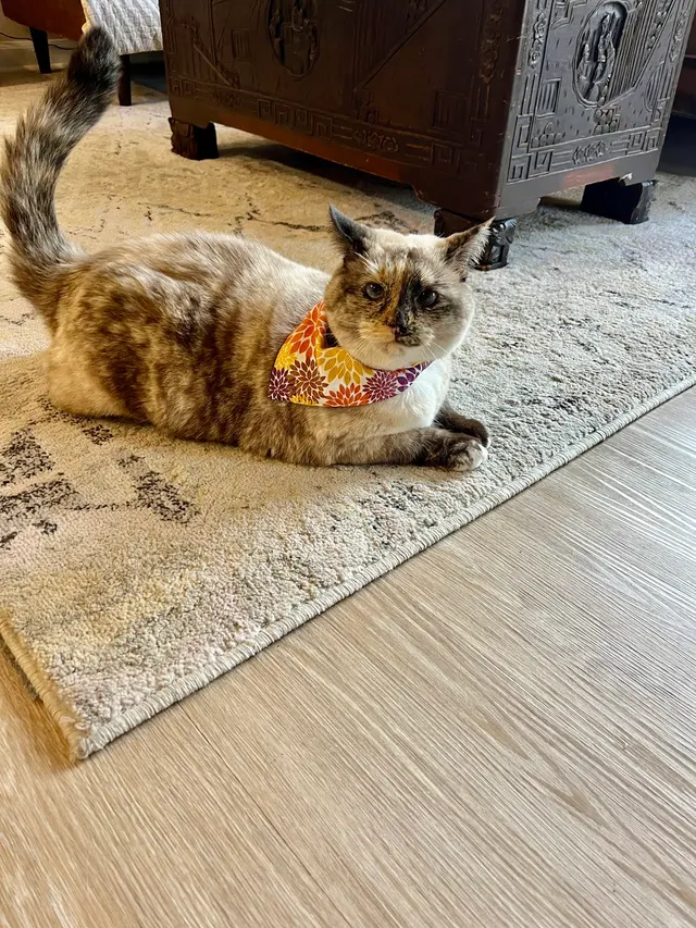 Best in Show Pet Sitting — photo from the business 2