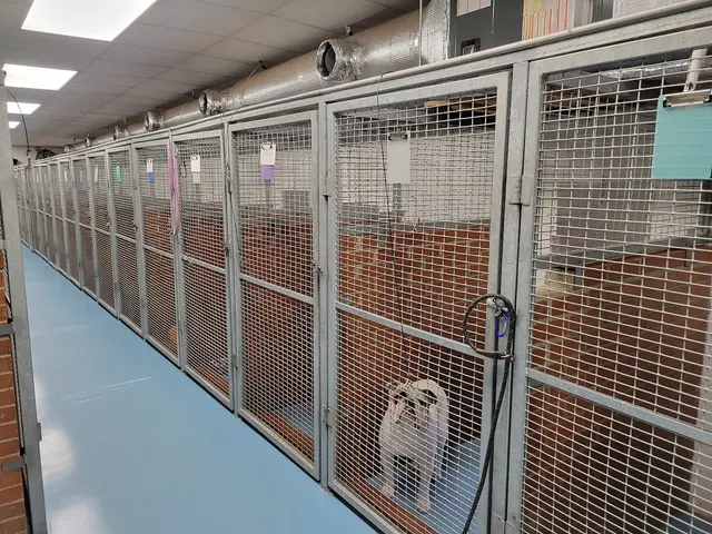Noah's Ark Kennel & Cattery — photo from the business 6