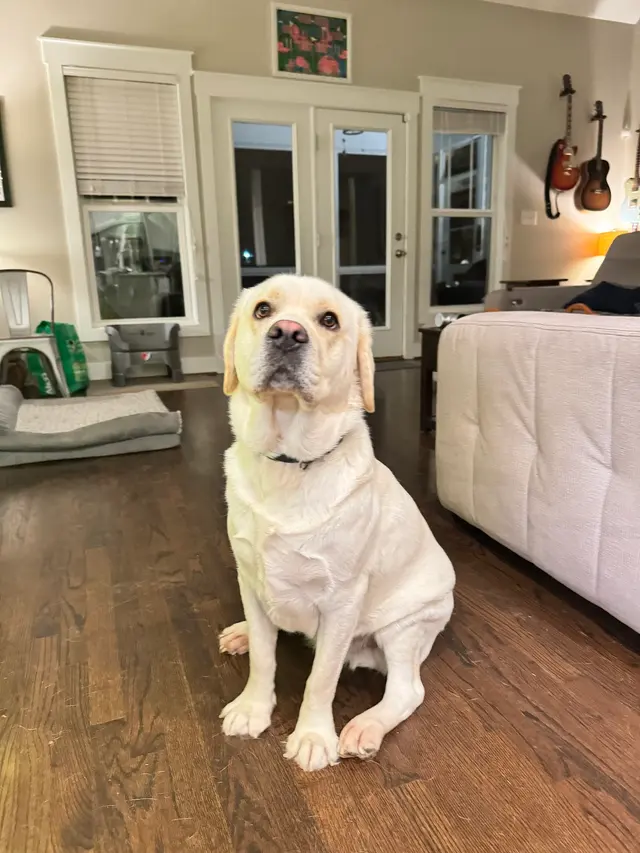 Noah's Ark Kennel & Cattery — customer photo 3