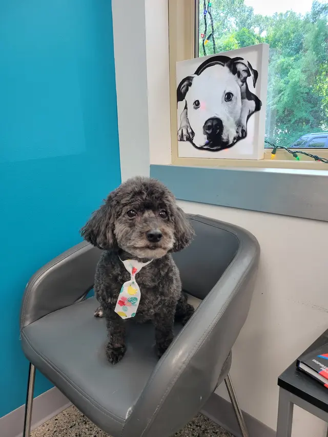 Noah's Ark Kennel & Cattery — photo from the business 4